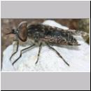 Tabanidae sp Bremse m01a 9mm.jpg